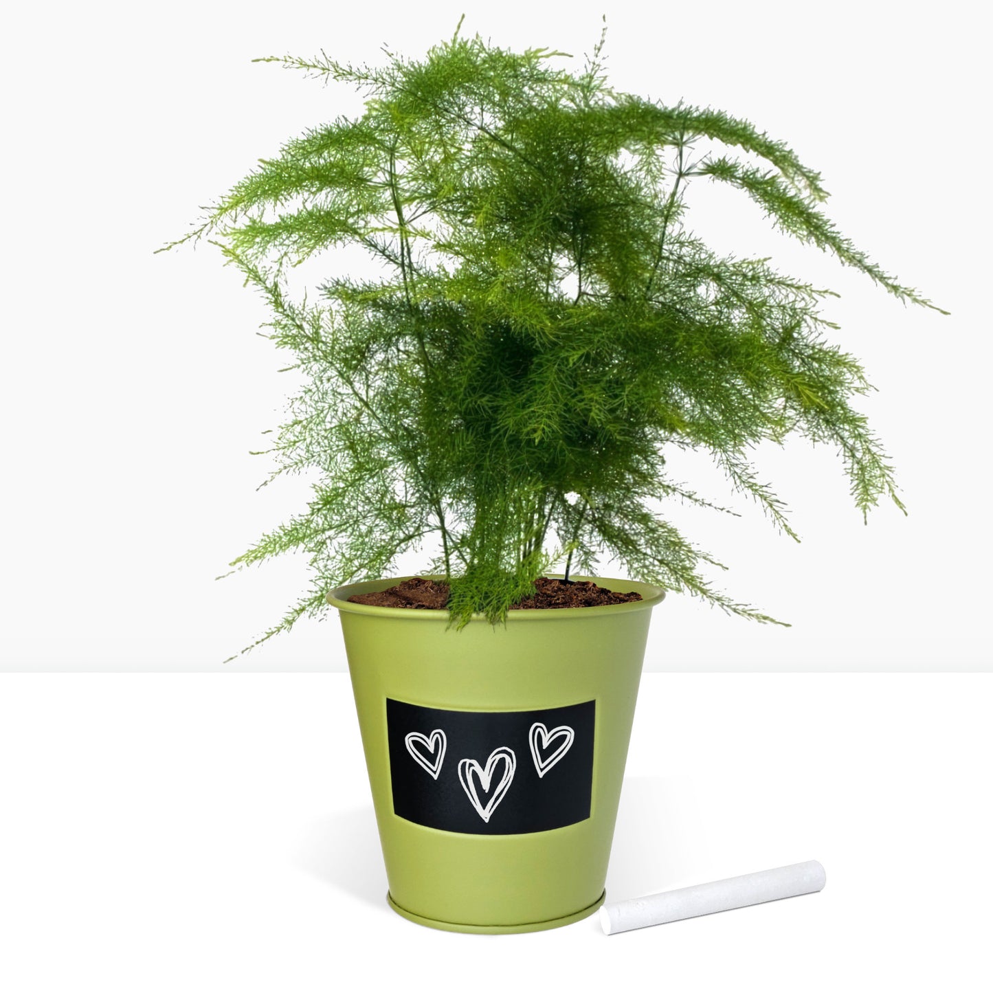 Kit prêt à pousser plante d'intérieur fougère, pot en zinc vert avec tableau noir et craie