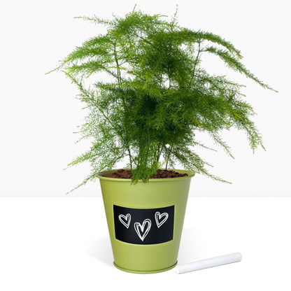 Kit prêt à pousser plante d'intérieur fougère, pot en zinc vert avec tableau noir et craie