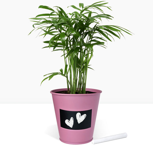 Kit de jardinage plante d'intérieur palmier, pot en zinc violet avec tableau noir et craie