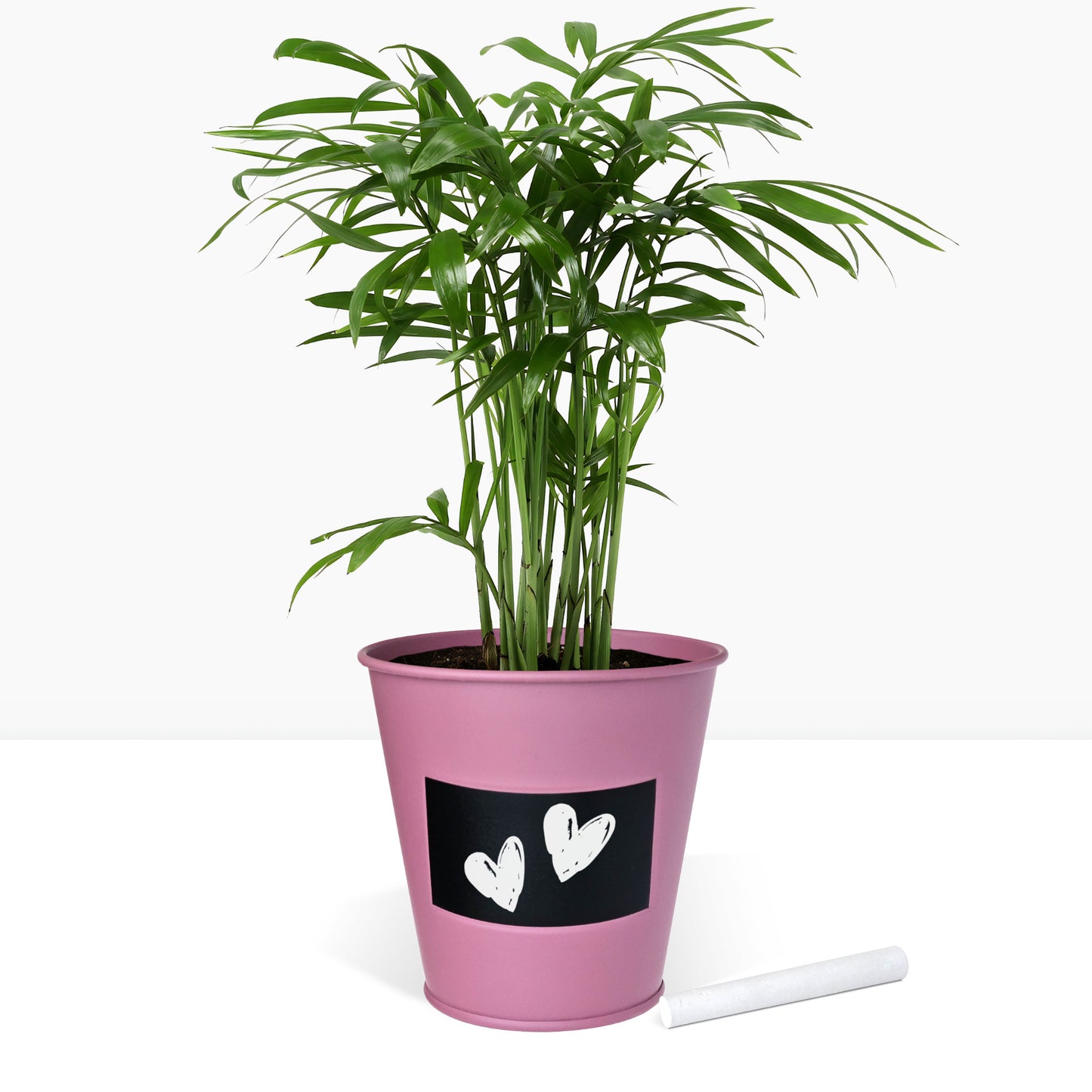 Kit prêt à pousser plante d'intérieur palmier, pot en zinc violet avec tableau noir et craie