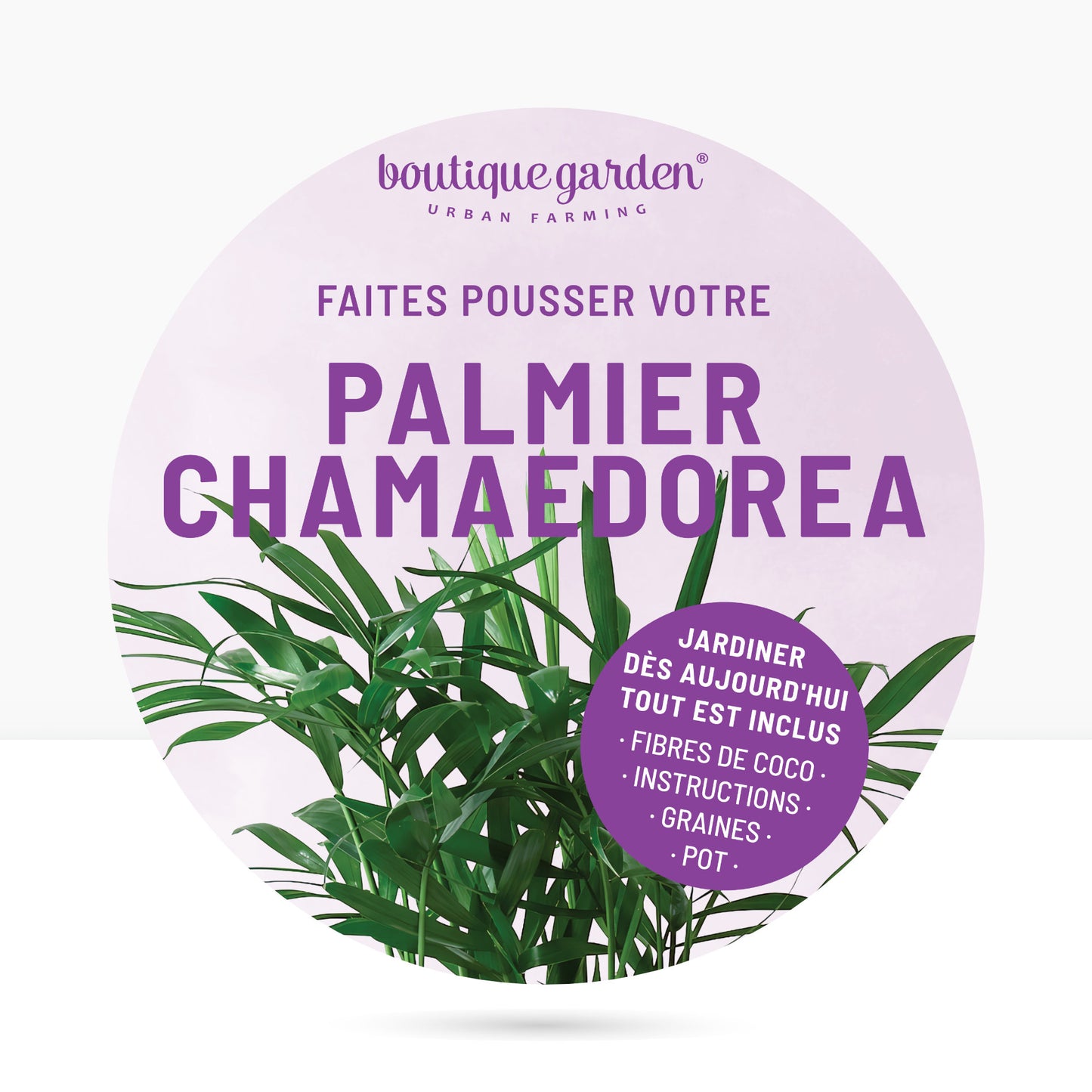 Kit prêt à pousser plante d'intérieur palmier, pot en zinc violet avec tableau noir et craie