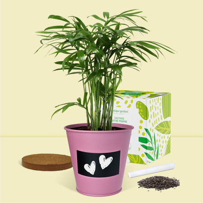 Pot prêt à pousser plante d'intérieur palmier, pot en zinc violet avec tableau noir et craie