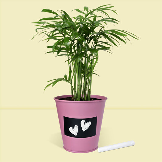 Pot prêt à pousser plante d'intérieur palmier, pot en zinc violet avec tableau noir et craie