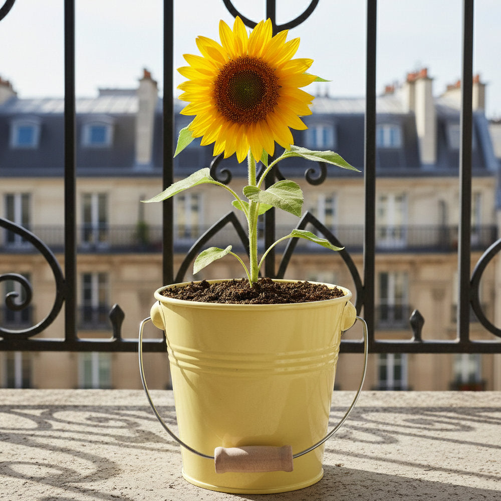 Kit fleurs à faire pousser coquelicot tournesol cosmos en pots zinc