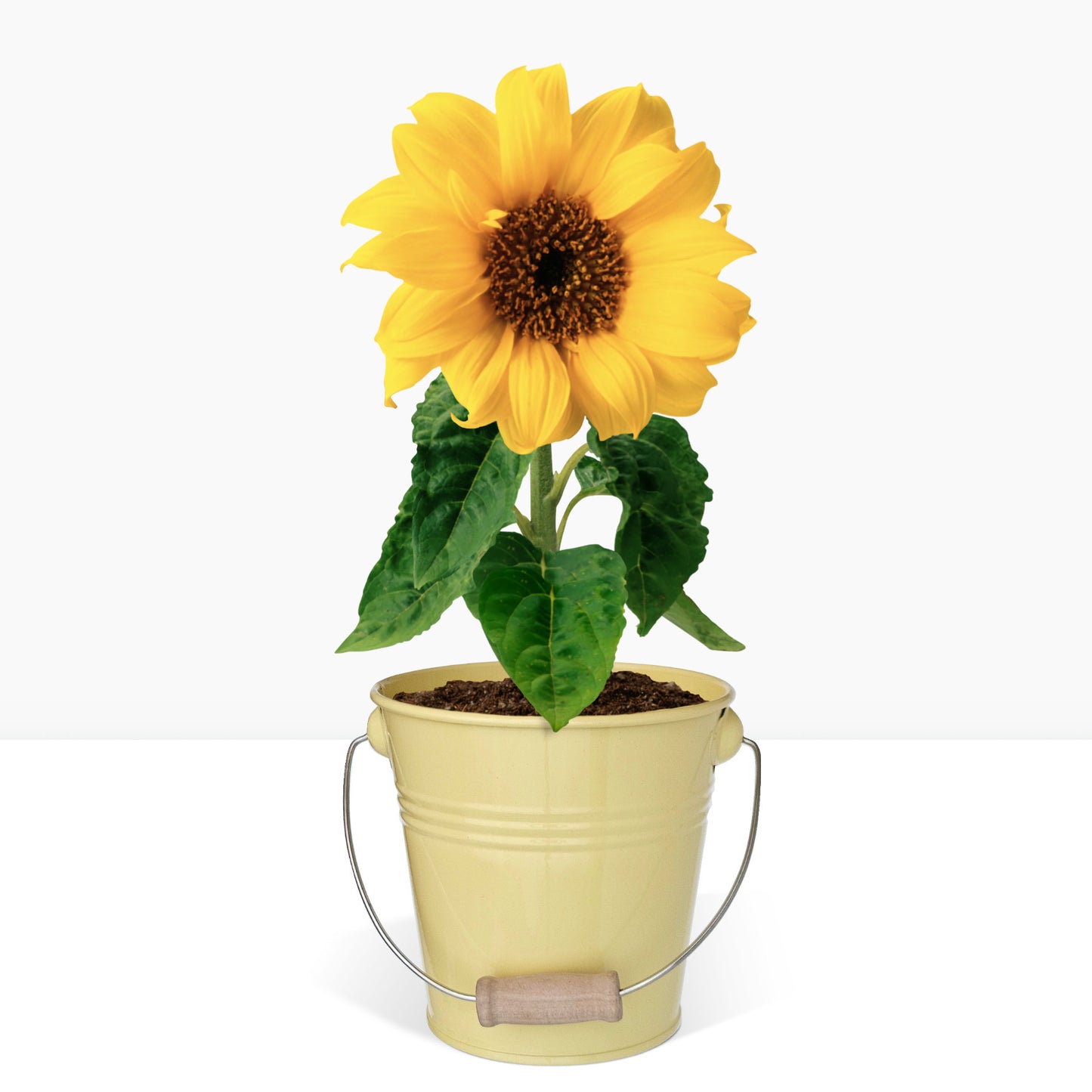 Kit prêt à pousser tournesol, pot en zinc Jaune