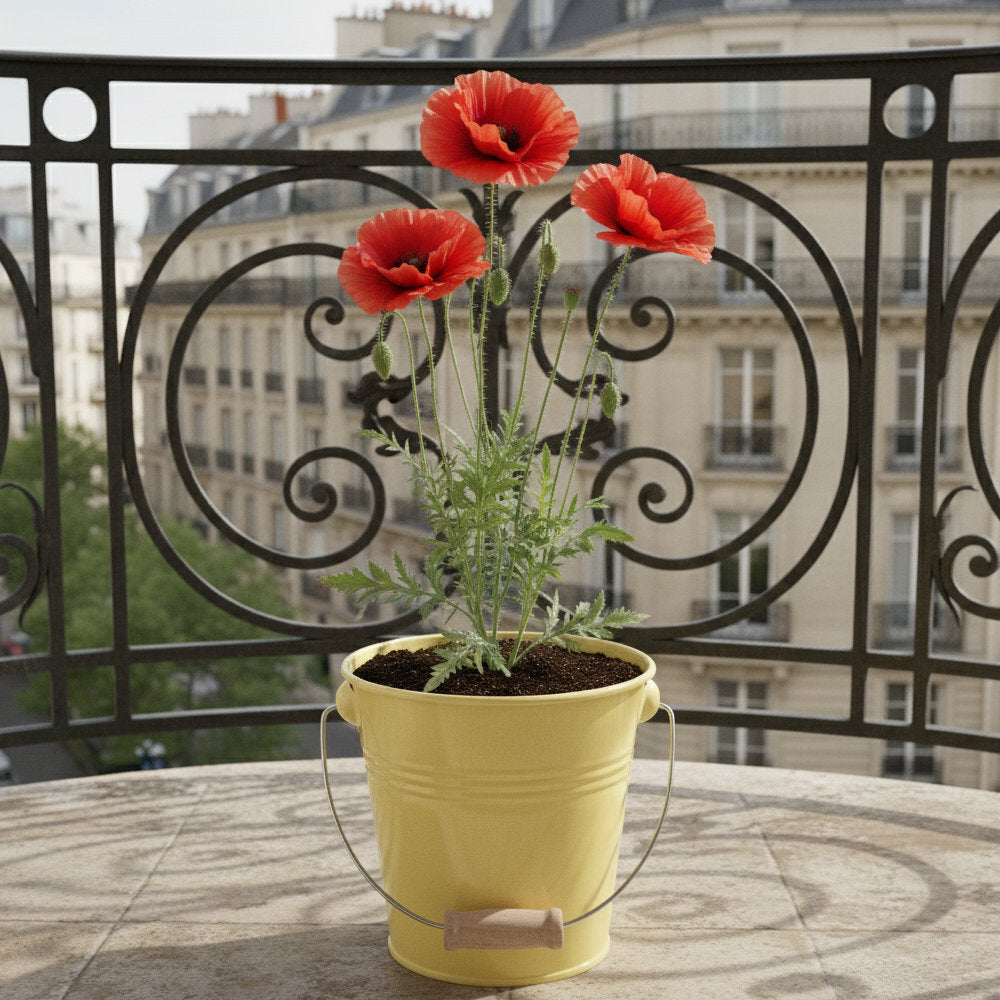 Kit fleurs à faire pousser coquelicot tournesol cosmos en pots zinc