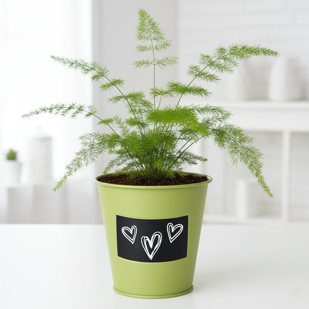 Kit fougère Asparagus à faire pousser en pot zinc vert déco