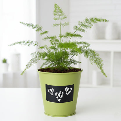 Kit fougère Asparagus à faire pousser en pot zinc vert déco