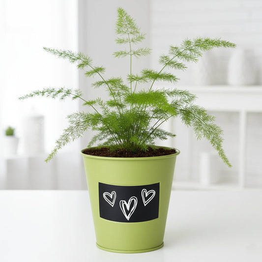Kit fougère Asparagus à faire pousser en pot zinc vert déco