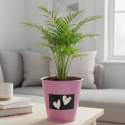 Kit prêt à pousser palmier d’intérieur élégant et facile à cultiver