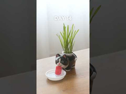 Kit Chat, l'herbe à chat 100% facile